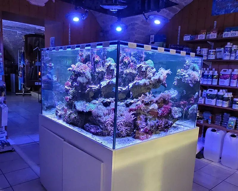 Lumière violette sur aquarium central